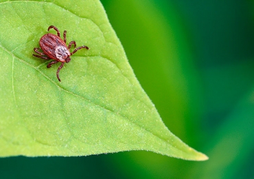 Действия при укусе клеща